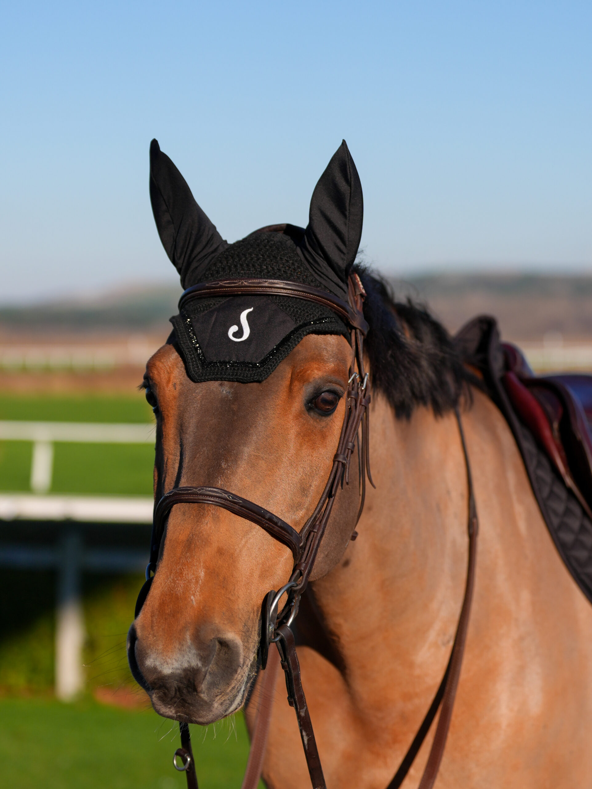 Portrait d’un cheval bai portant un bonnet noir Le Sabotier